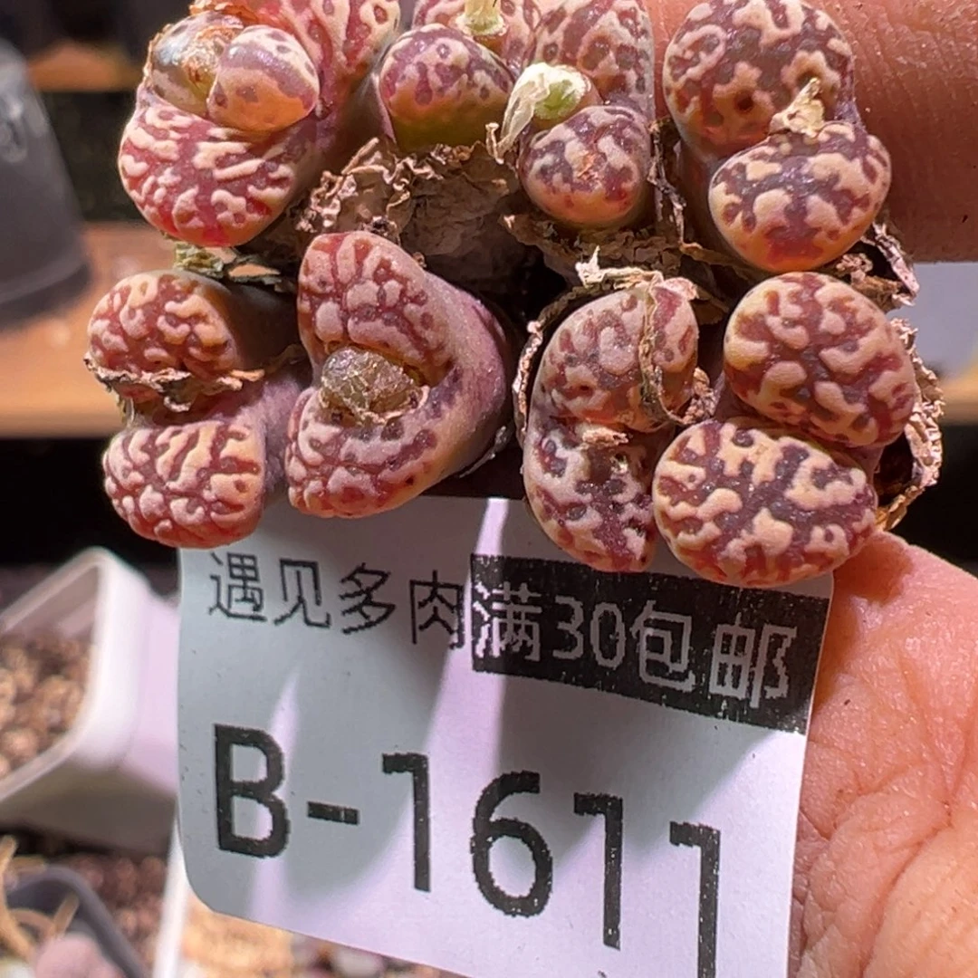 多肉植物1111111111111