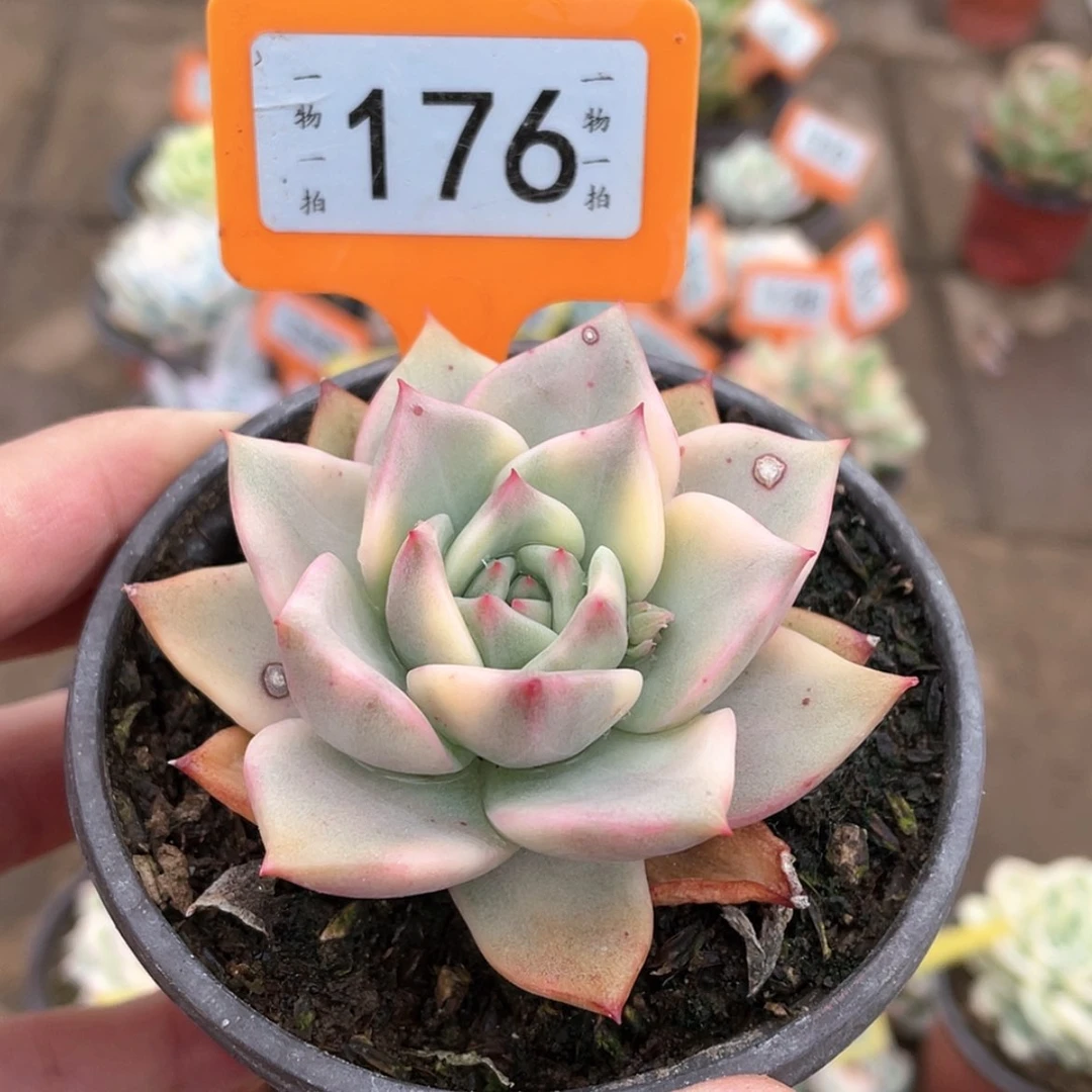 【闪购商品】176号