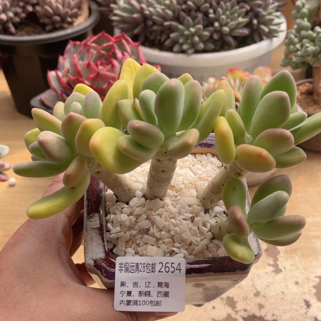 【闪购商品】2654金婵