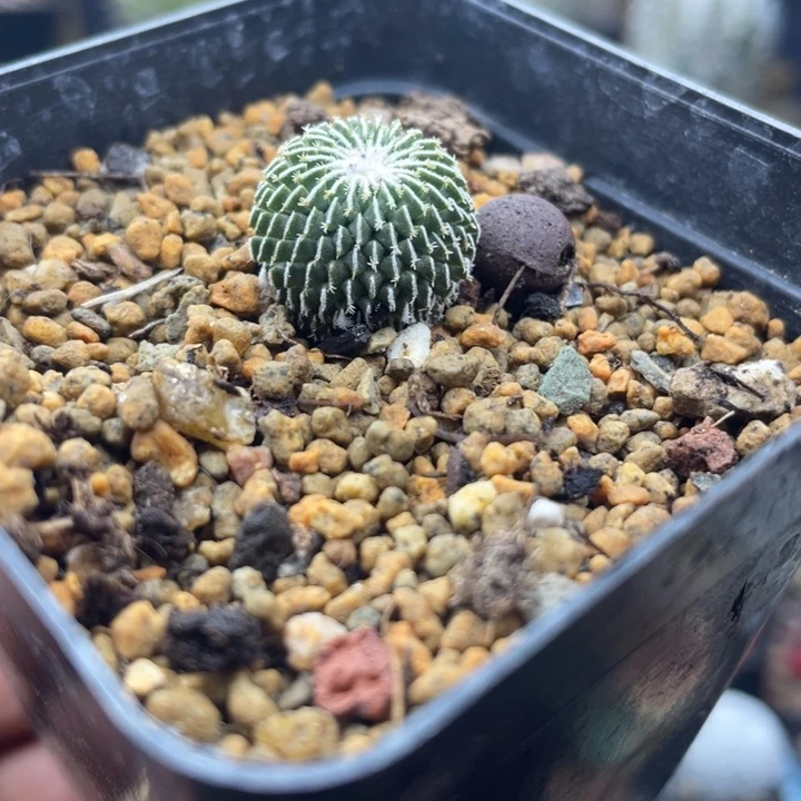 实生精巧殿刺缀福利一颗