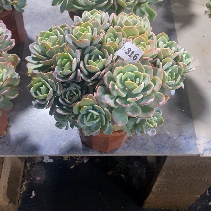 有***毒316白月光多肉植物
