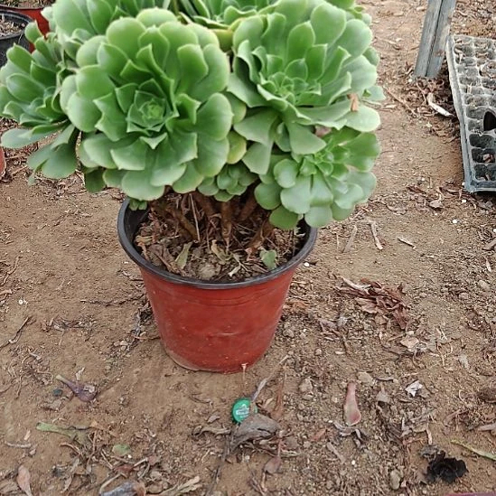 绿羊绒加急发货32