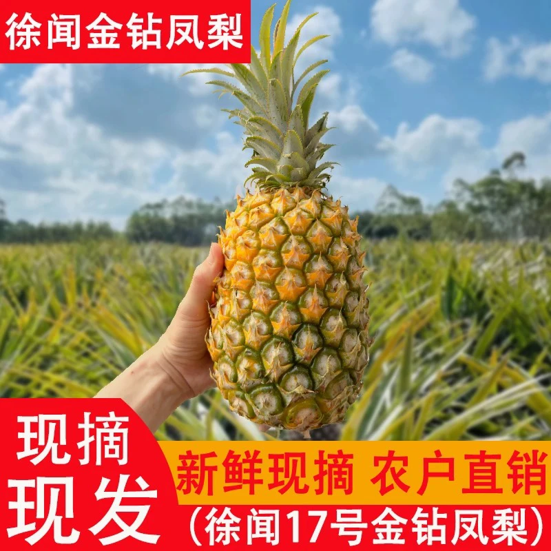 徐闻金钻凤梨17号水果热带特产大凤梨新鲜现摘应季水果孕妇