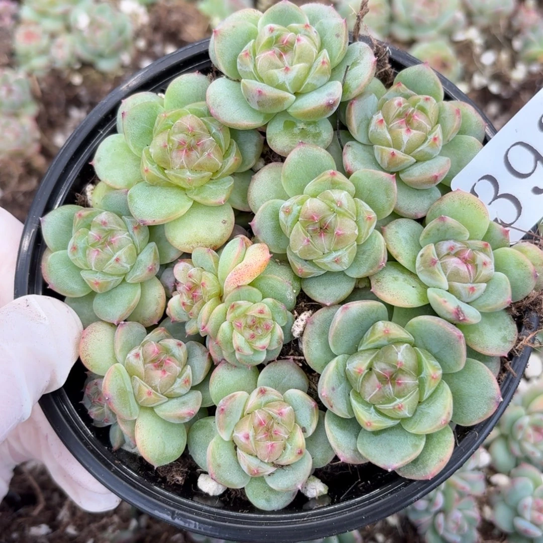 多肉植物多肉植物393