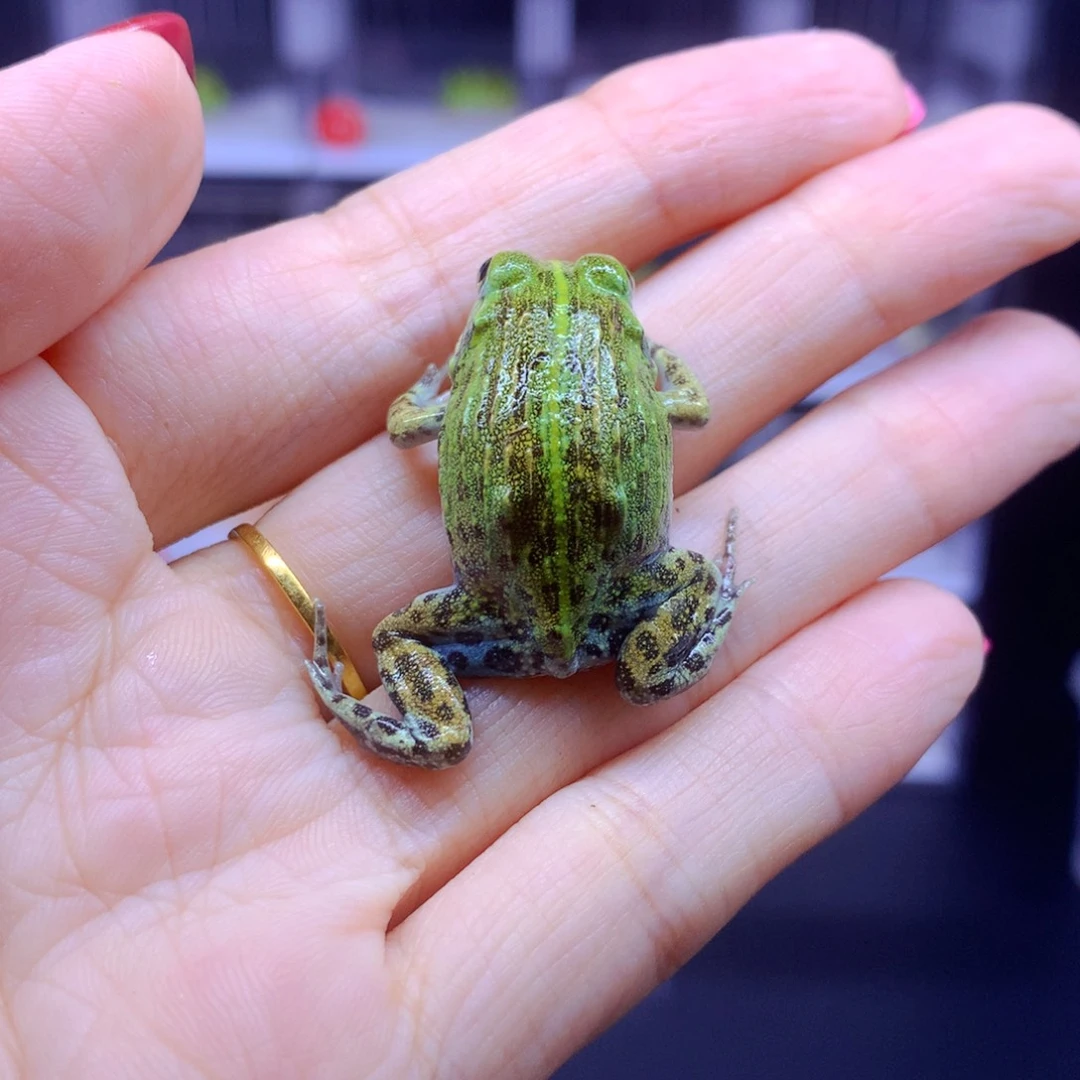 角蛙非牛闪购角蛙专拍链接