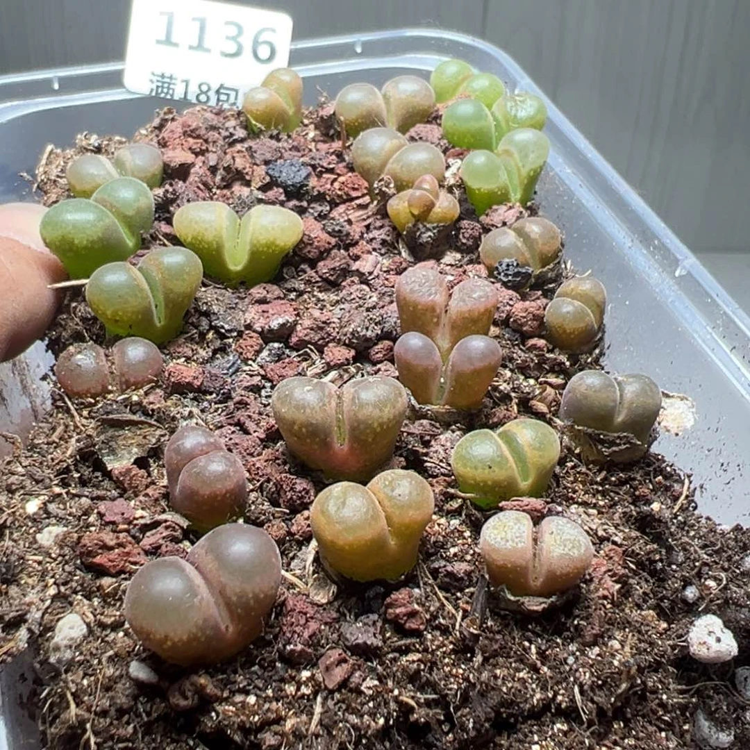 【闪购商品】 1136。
