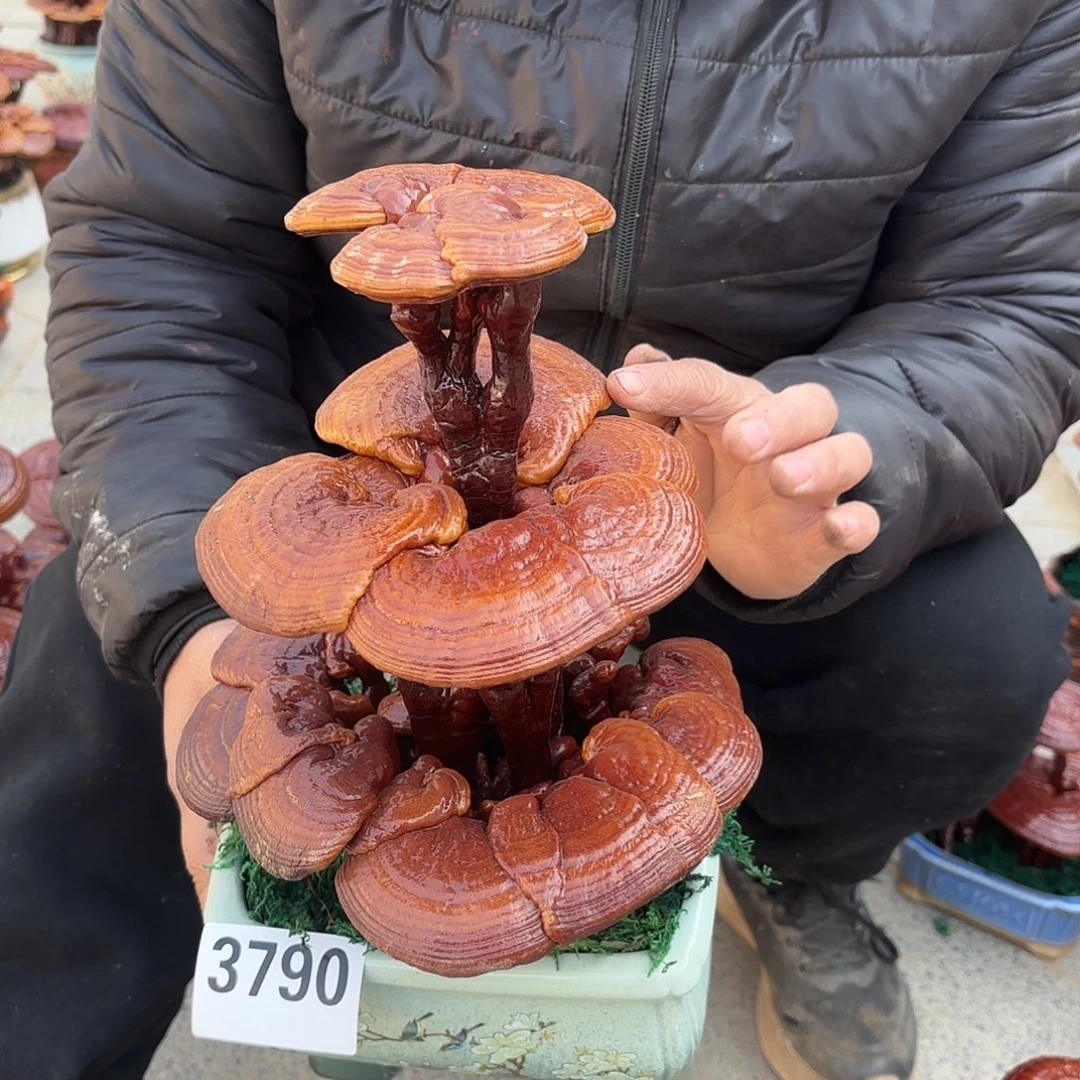 无花朵灵芝是我国著名植物