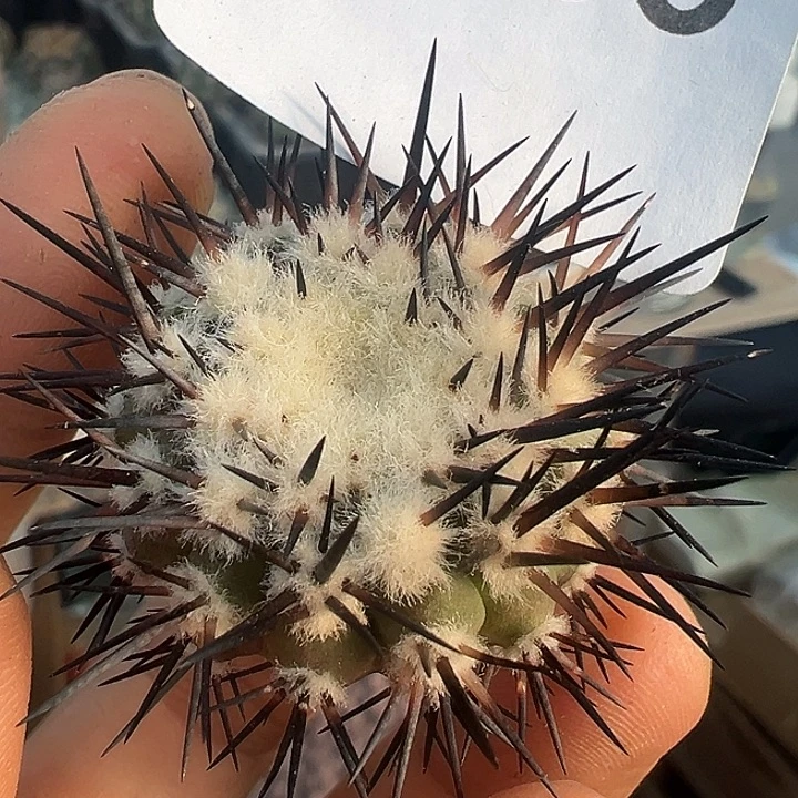 156。黑王。一代侧。