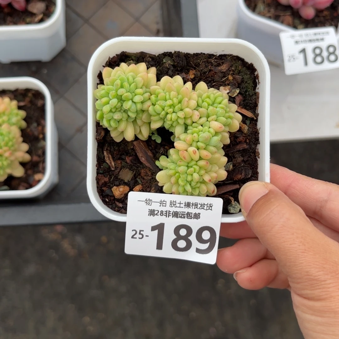 风***丹香格里拉缀化多肉多肉