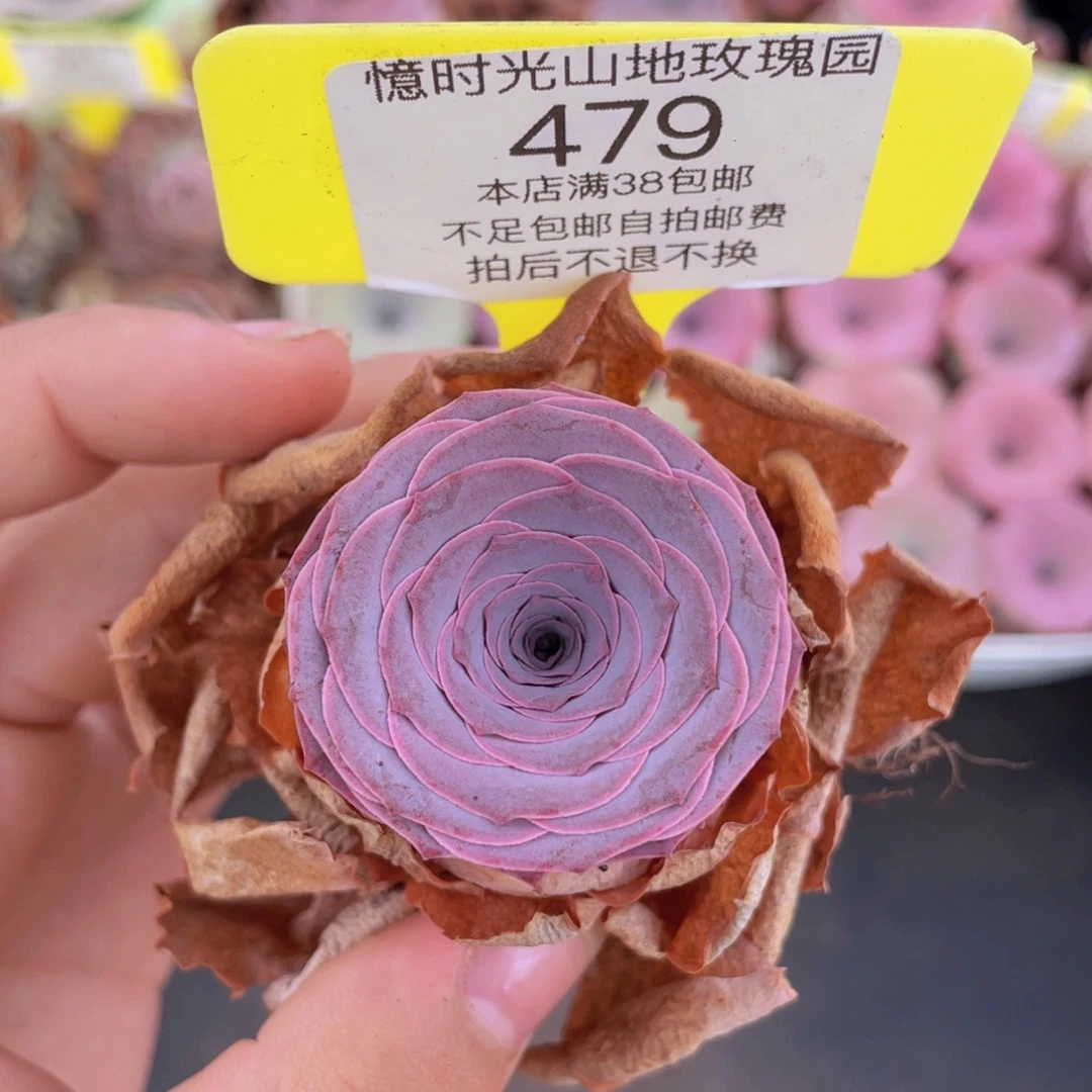 山地玫瑰479满38包邮裸根发货