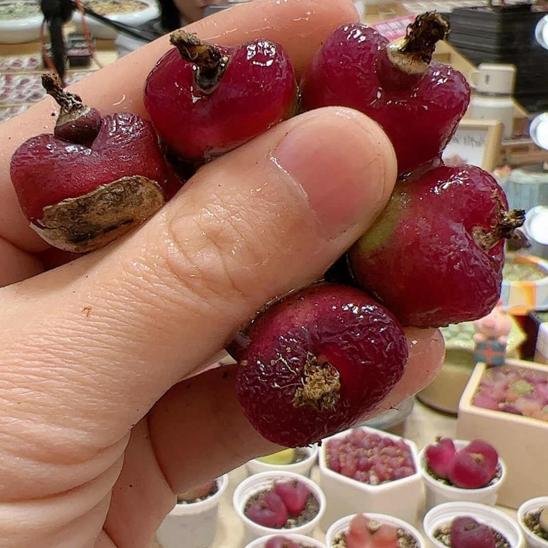 【闪购商品】195 车厘子x5