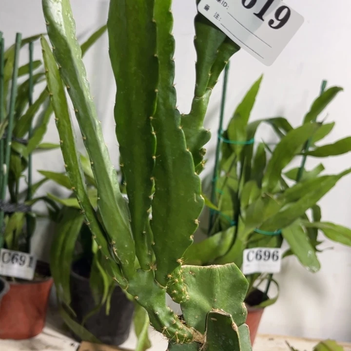 当前无花栽培后可以开花619