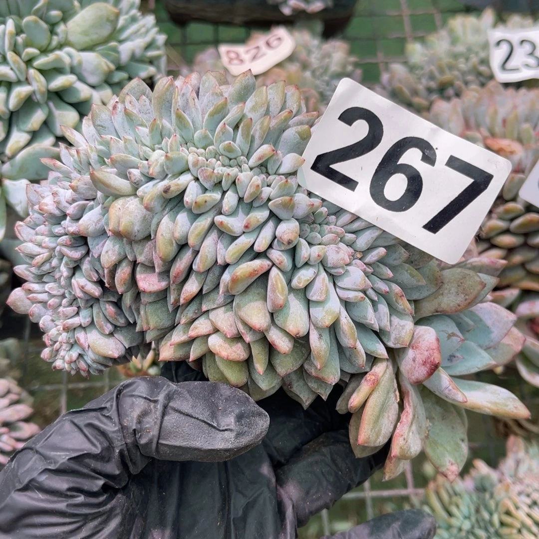 267高4888888888888808