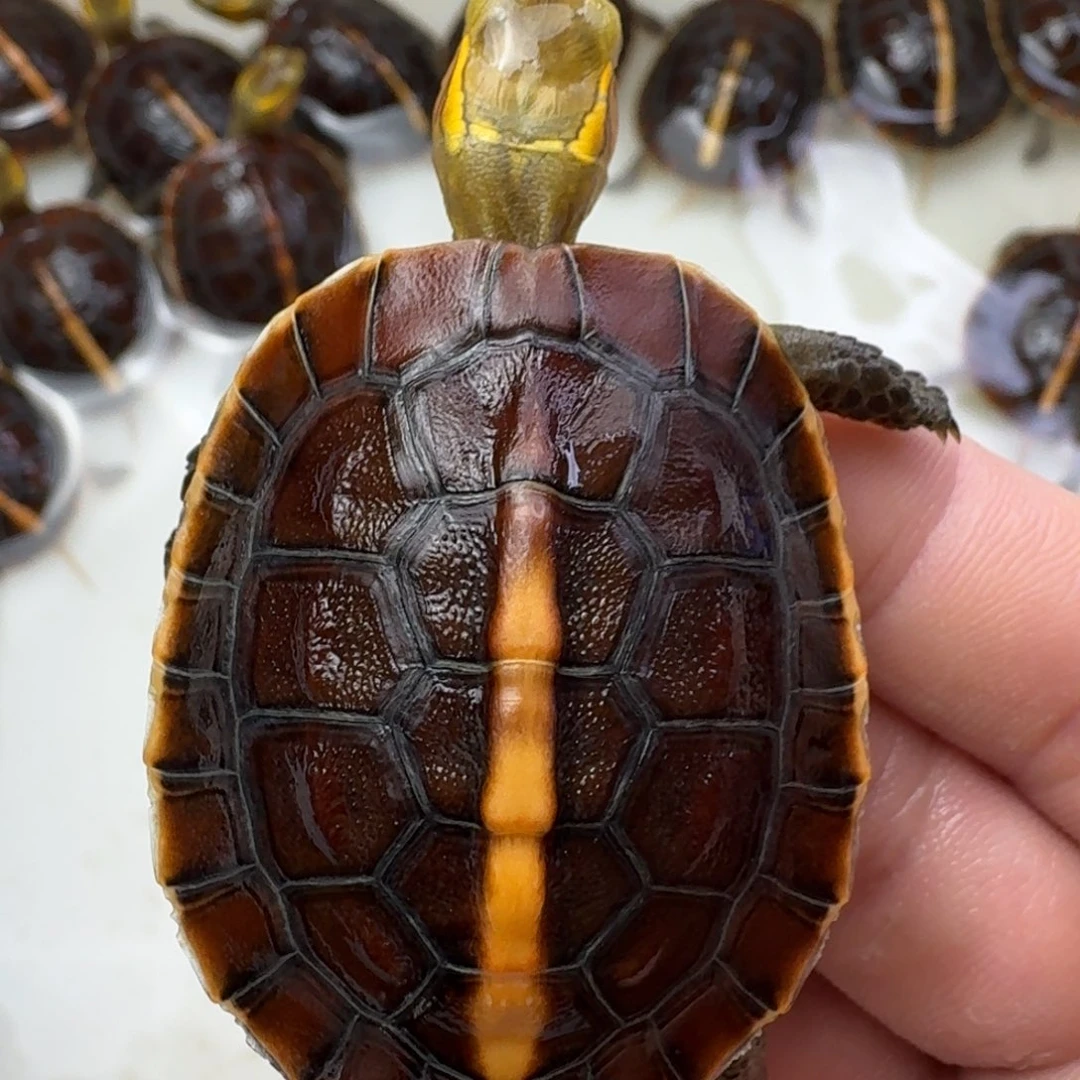 母宠物龟幼苗开食苗