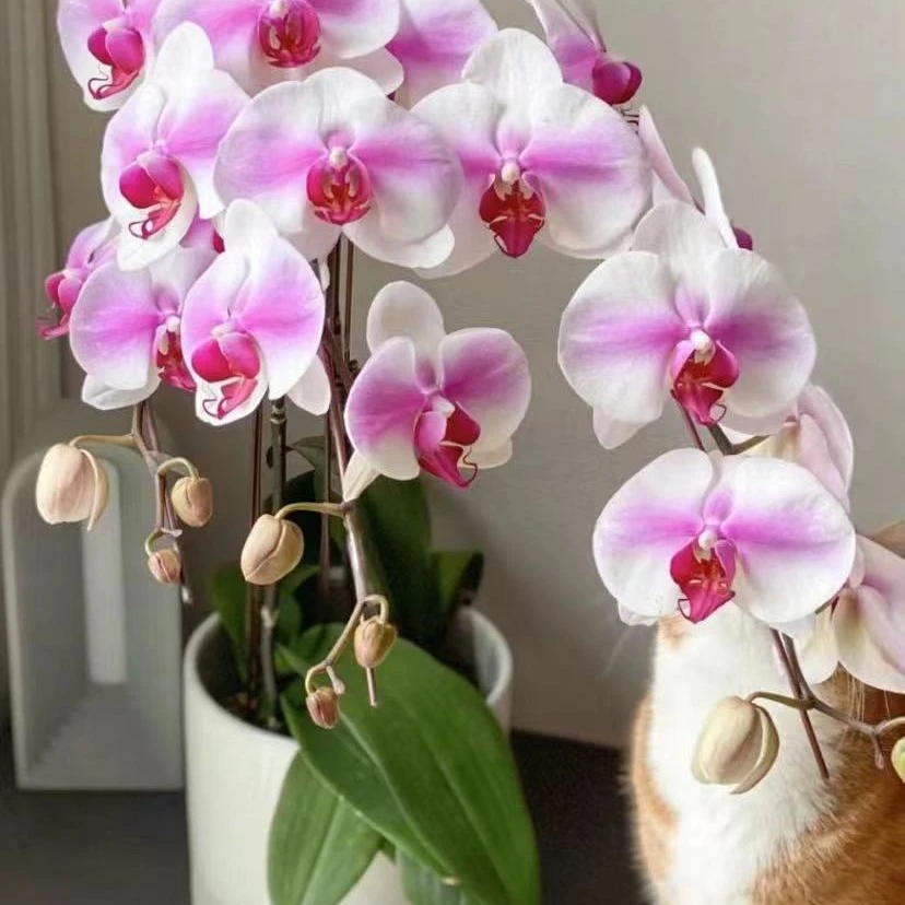 婚纱2.8寸蝴蝶兰1花剑发货大花型品种(不带花)
