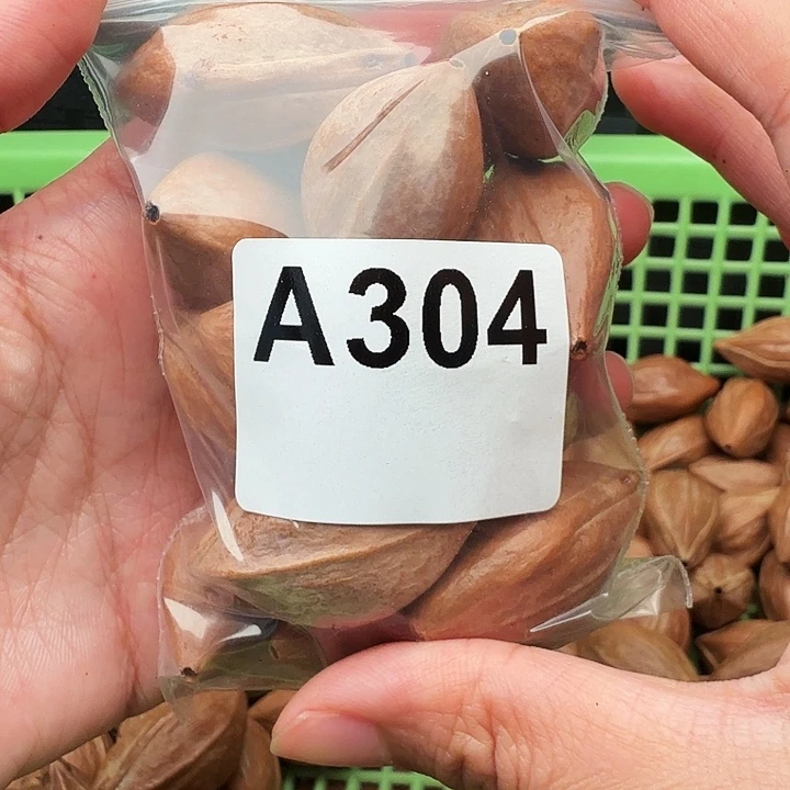 极***动橄榄核手串/手链橄榄