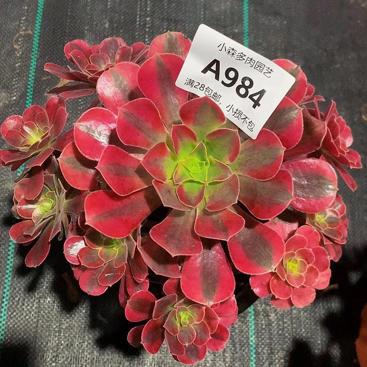 康*984美杜莎不包生死