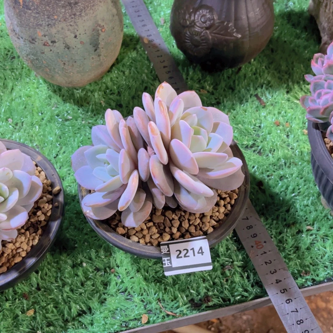 奶茶多肉植物2214