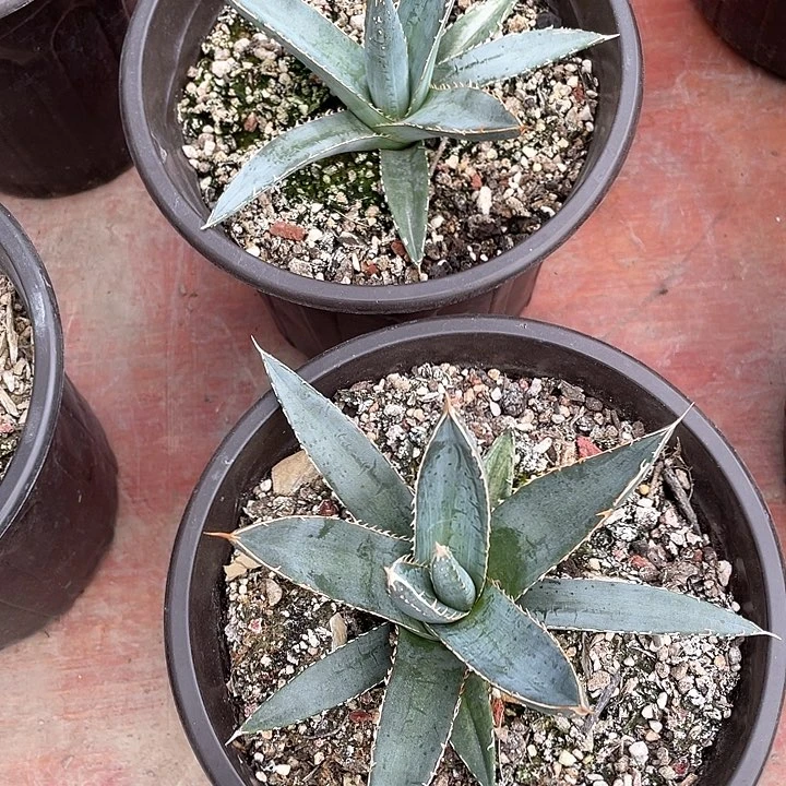 上***品无花朵龙舌兰绿色植物