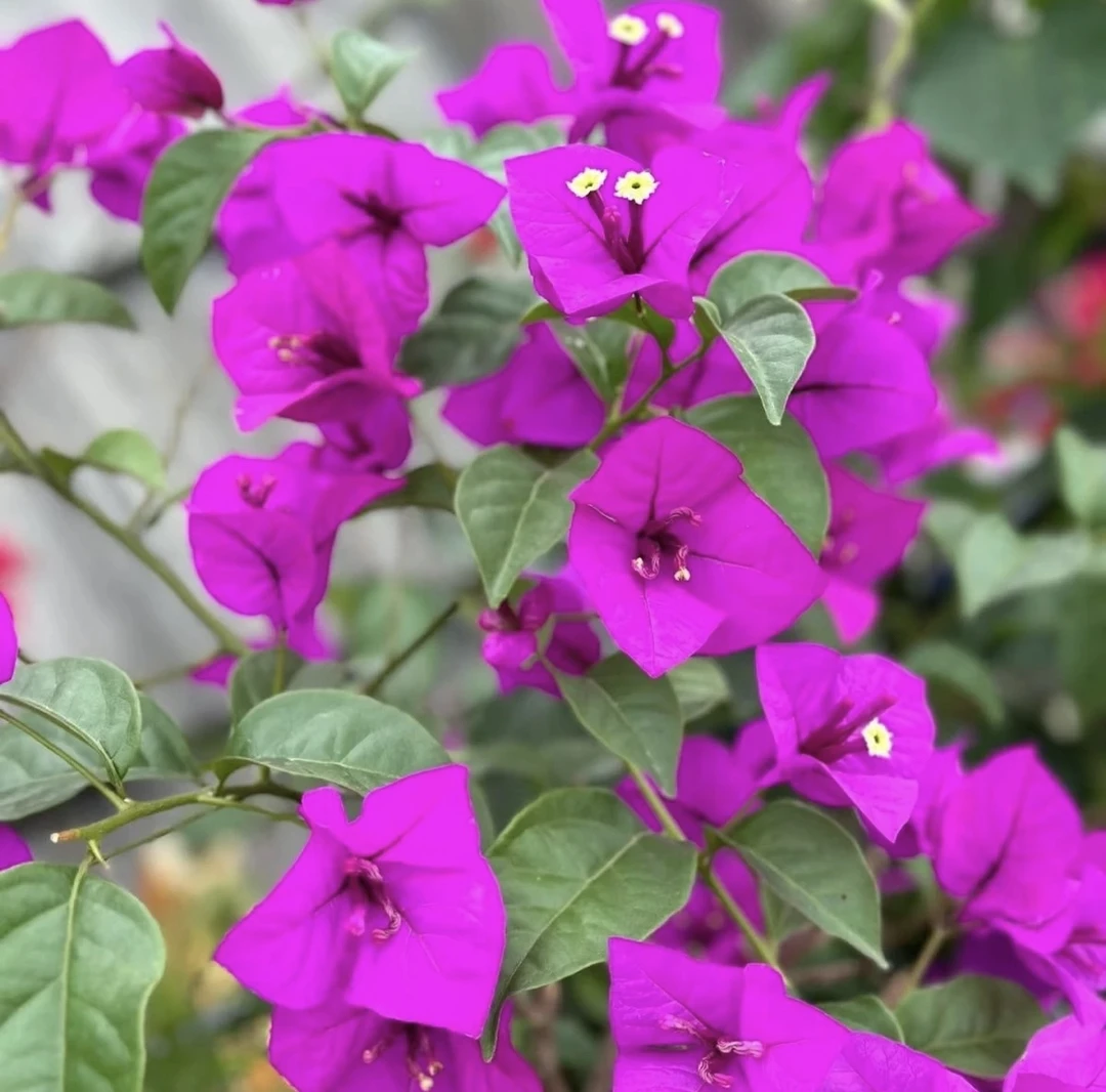 【云南紫】安格斯紫色原生袋苗勤花品种四季开花飘枝爬藤好养福利款