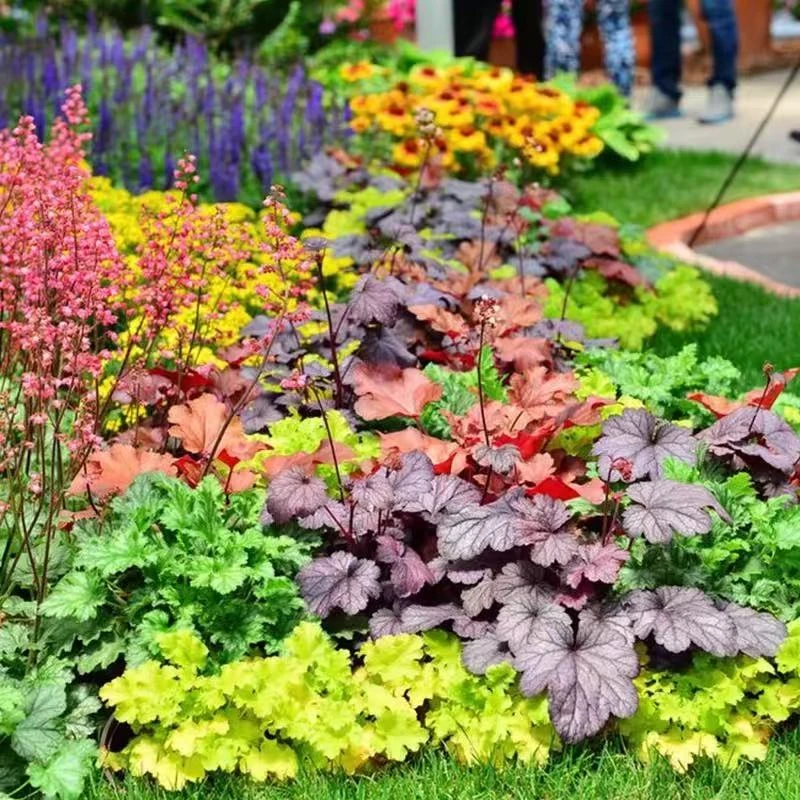 多色矾根多年生植物阳台花园调色花卉颜色艳丽耐阴耐寒