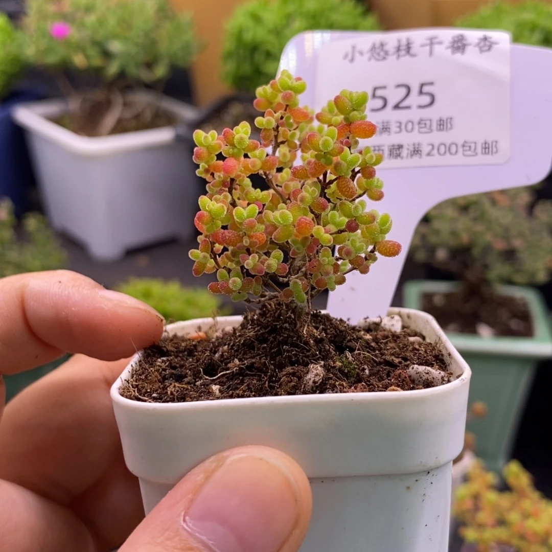 阿*吉525蜜桔福利。