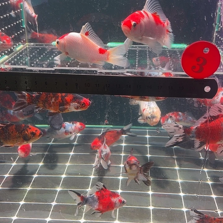 金鱼包邮12345678