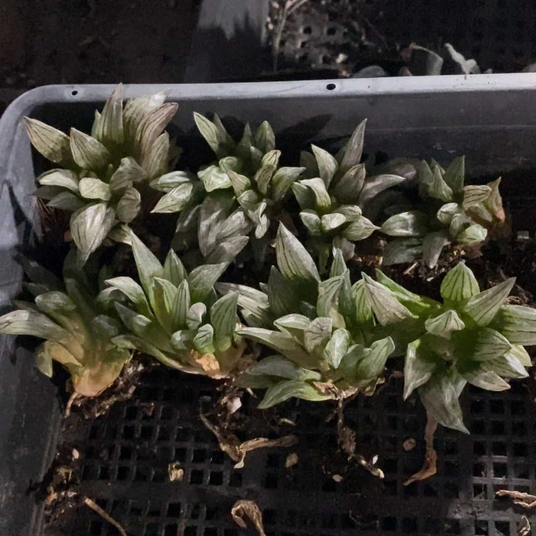 3127 一颗大单头西瓜寿 月末福利