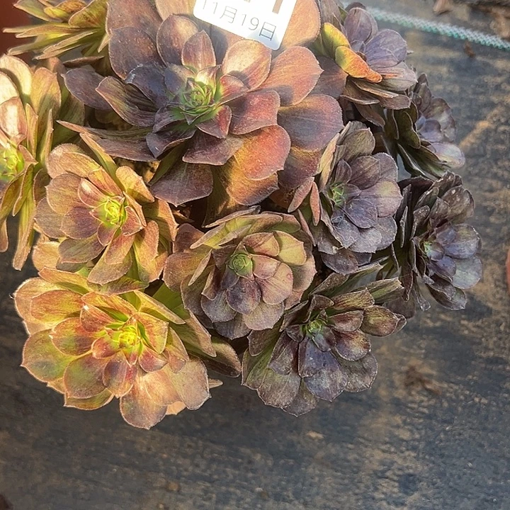 11.19-11墨染多肉植物1