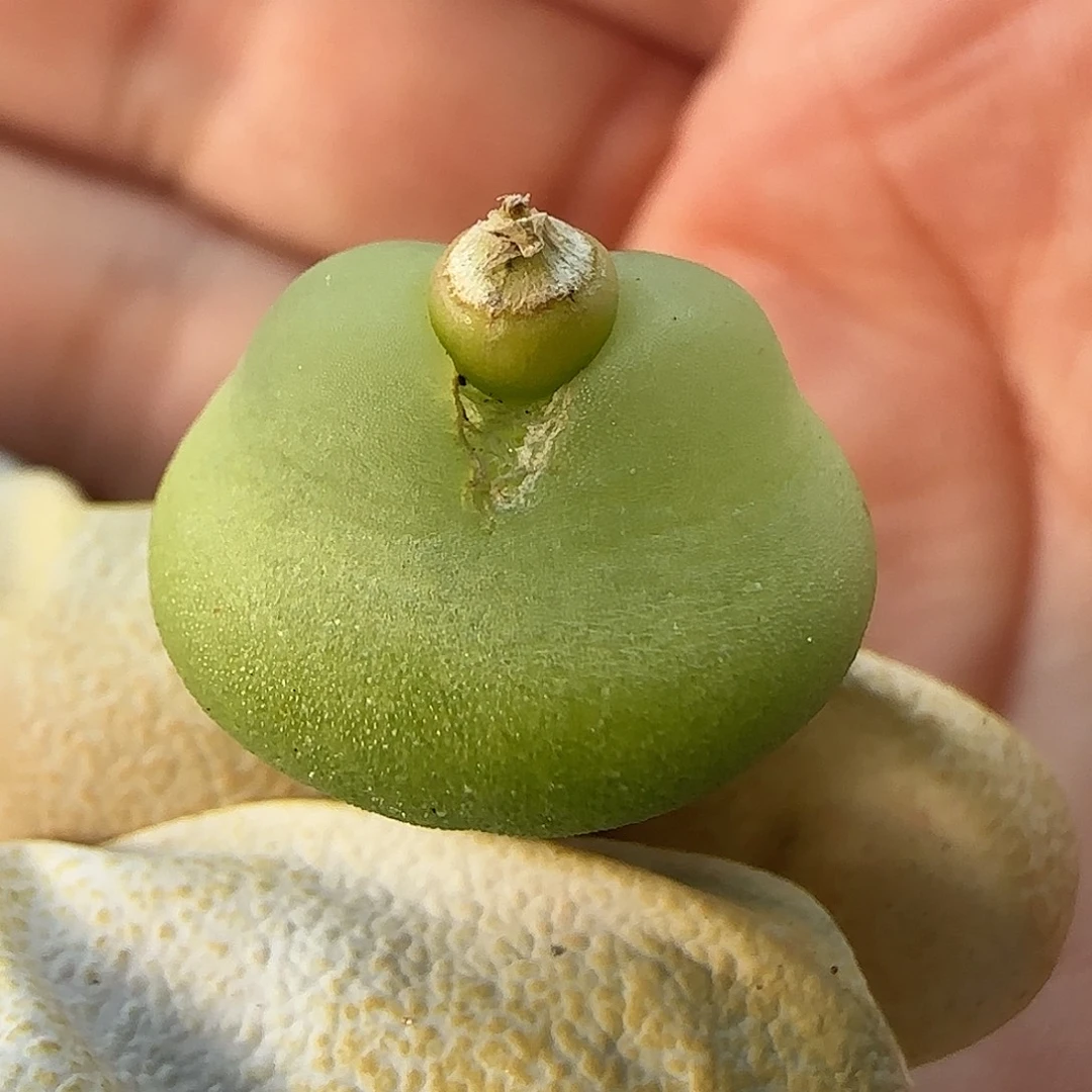 11-25-129当天满38包邮1.7cm拉登