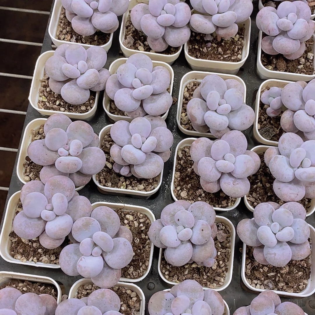 小小白方韩版奶酪福利一颗量拍