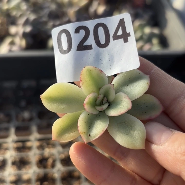 头盖锦多肉植物满18包邮当场凑单