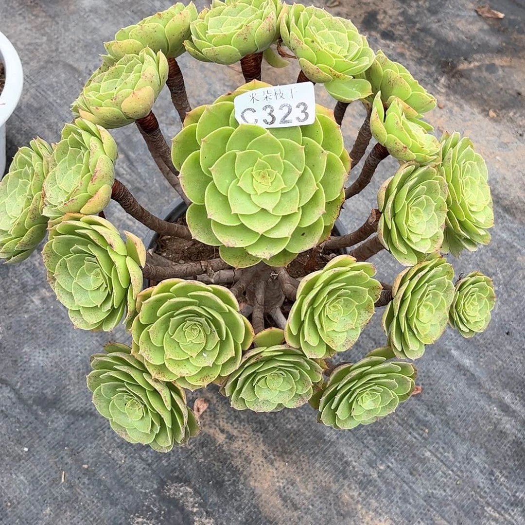 多肉植物323号多肉植物