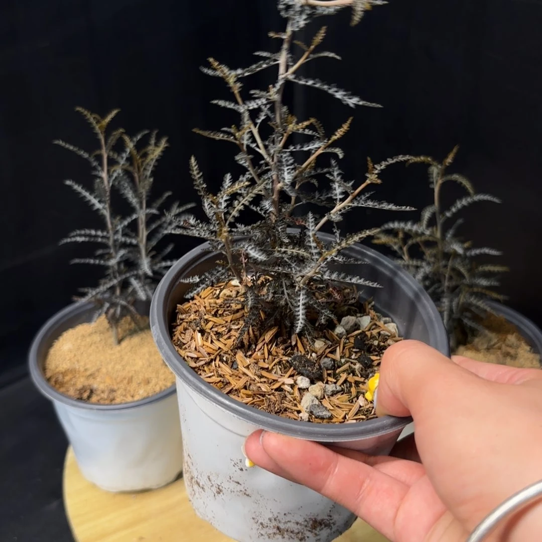 东**楚索科特拉乳香银叶