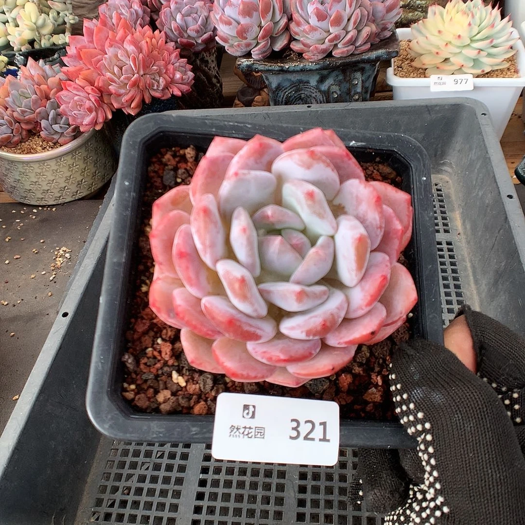 321星橙多肉植物666666