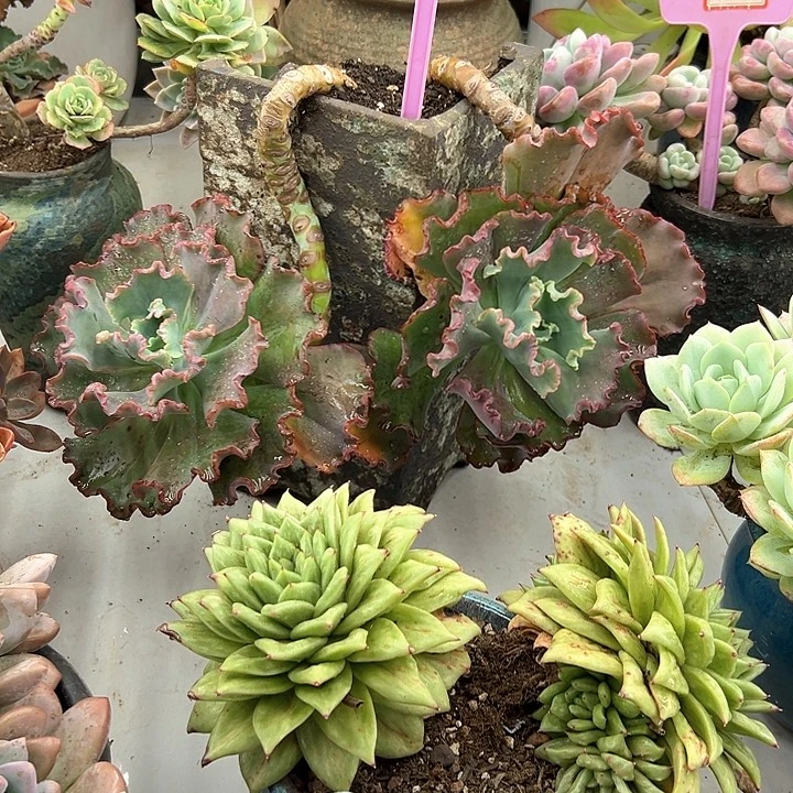 小***篓贝壳华丽多肉植物095