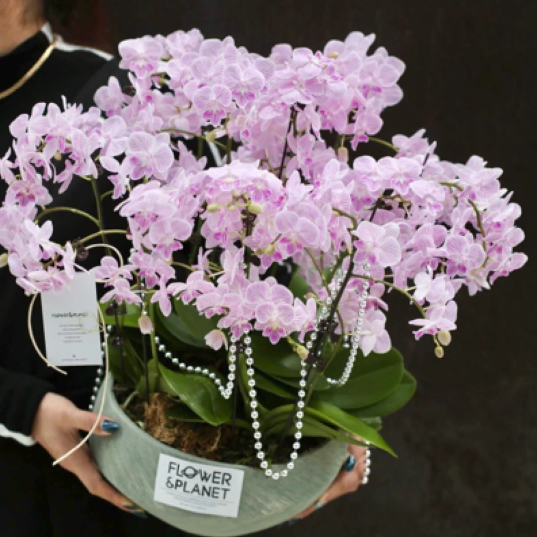 【年宵花】11株蝴蝶兰盆栽绿植年宵花开业乔迁送朋友新年广州同城花卉鲜花小时达绿玫瑰