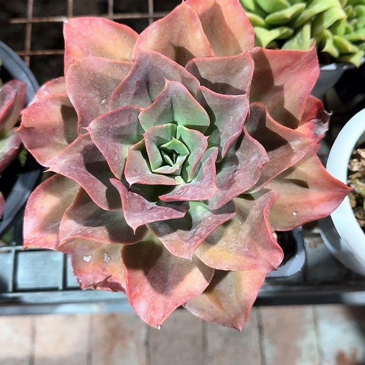 多肉植物的生长环境