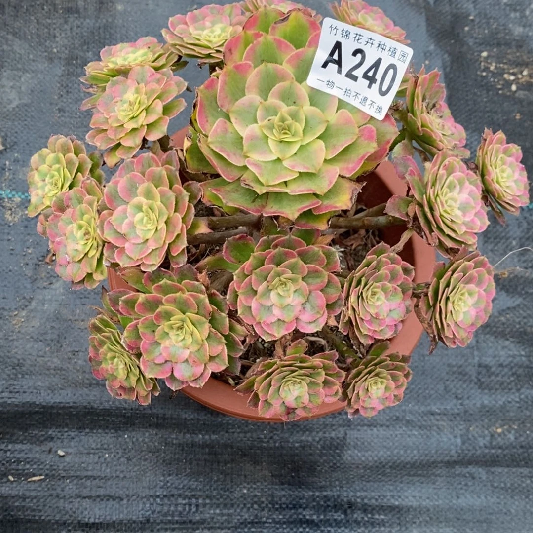 240黛玉福利小棵，