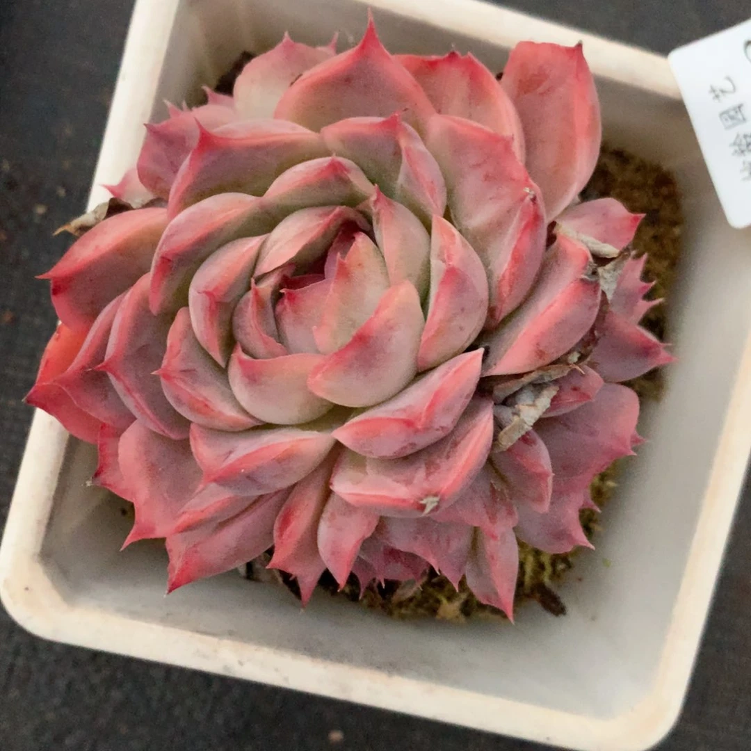 7533杂交多肉植物