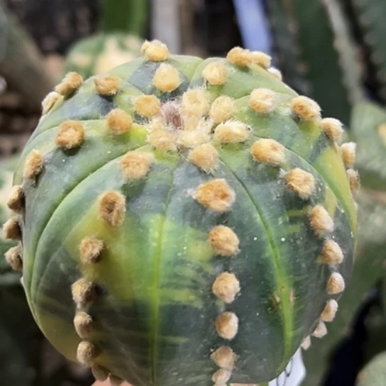 无花朵连尤散班海星兜锦818