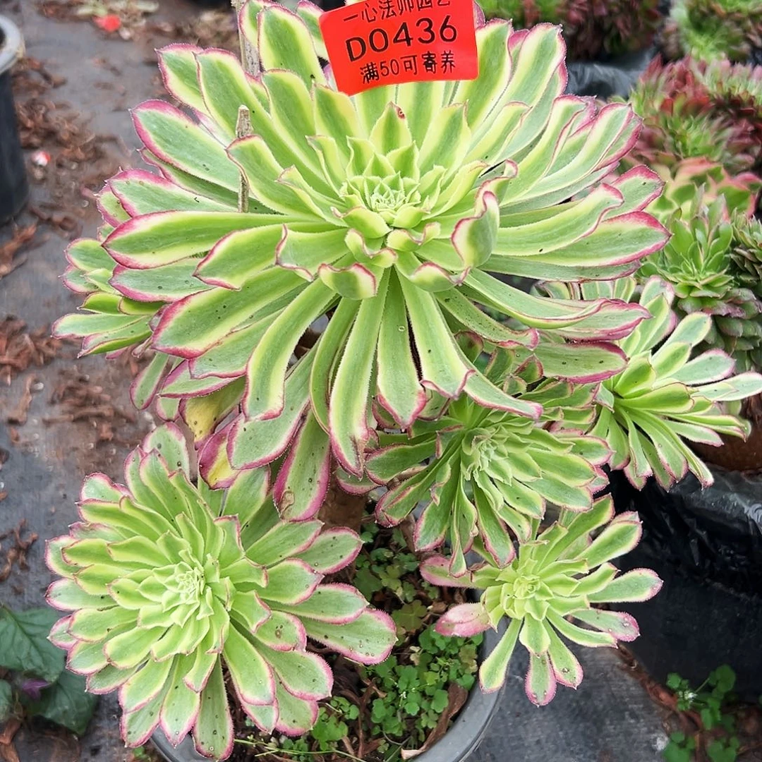 0436多肉植物绿仙墨