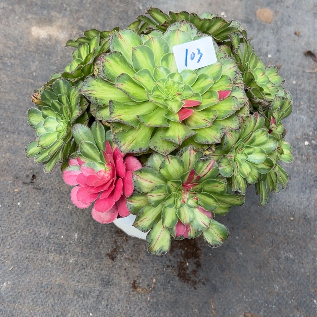 103知否多肉植物系