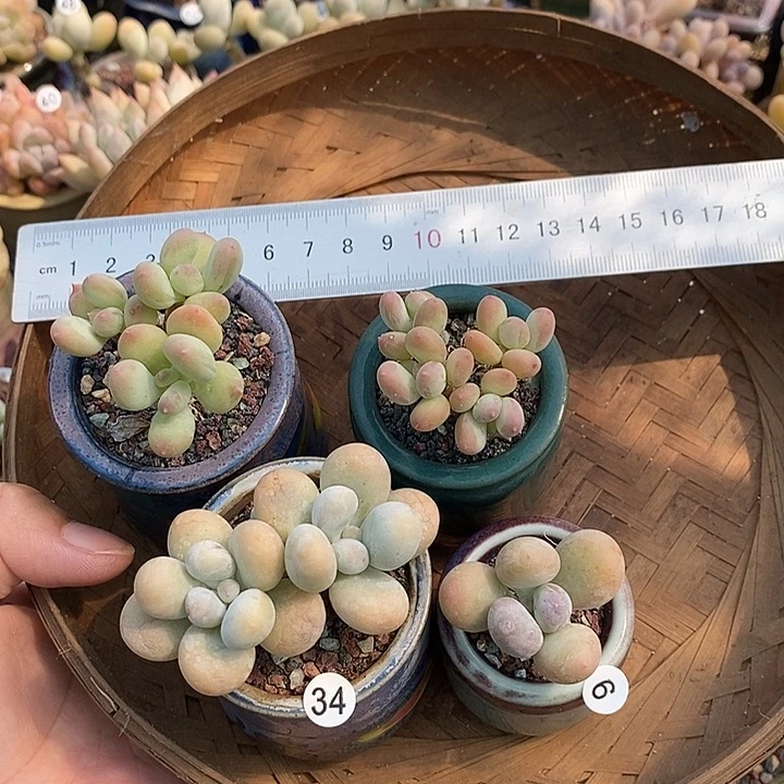 一物一拍原盆原土