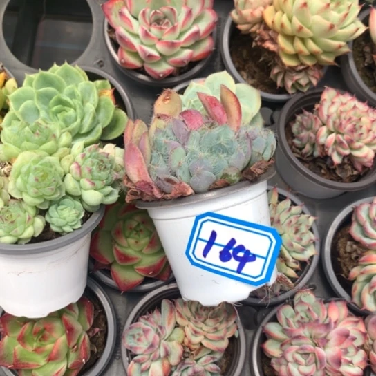 四***然一物一拍毛毛多肉164