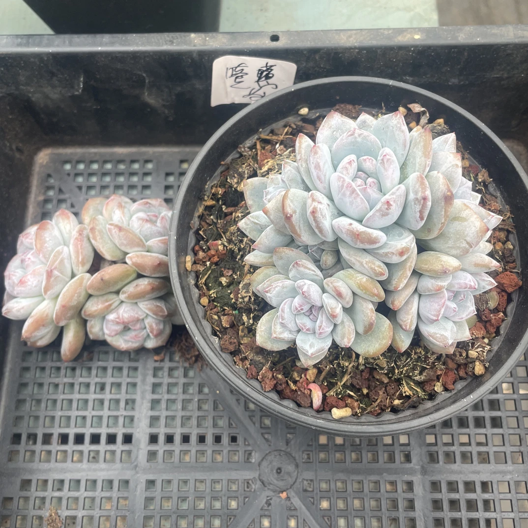 石榴籽长腿多肉植物