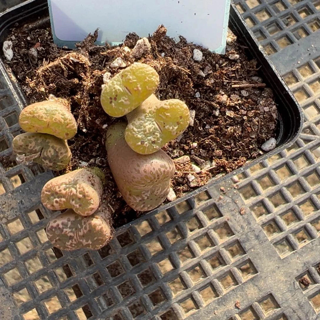 苍15-184勋章多肉植物，