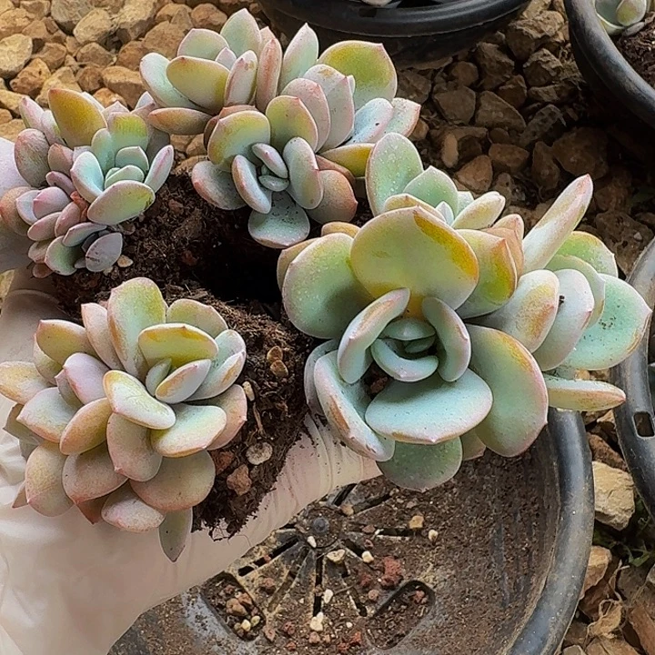 霄***霄一物一拍不退不换