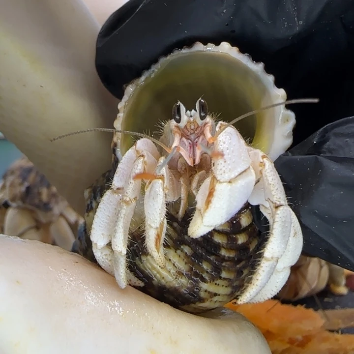 A77瓷白 灰白1.3cm口径