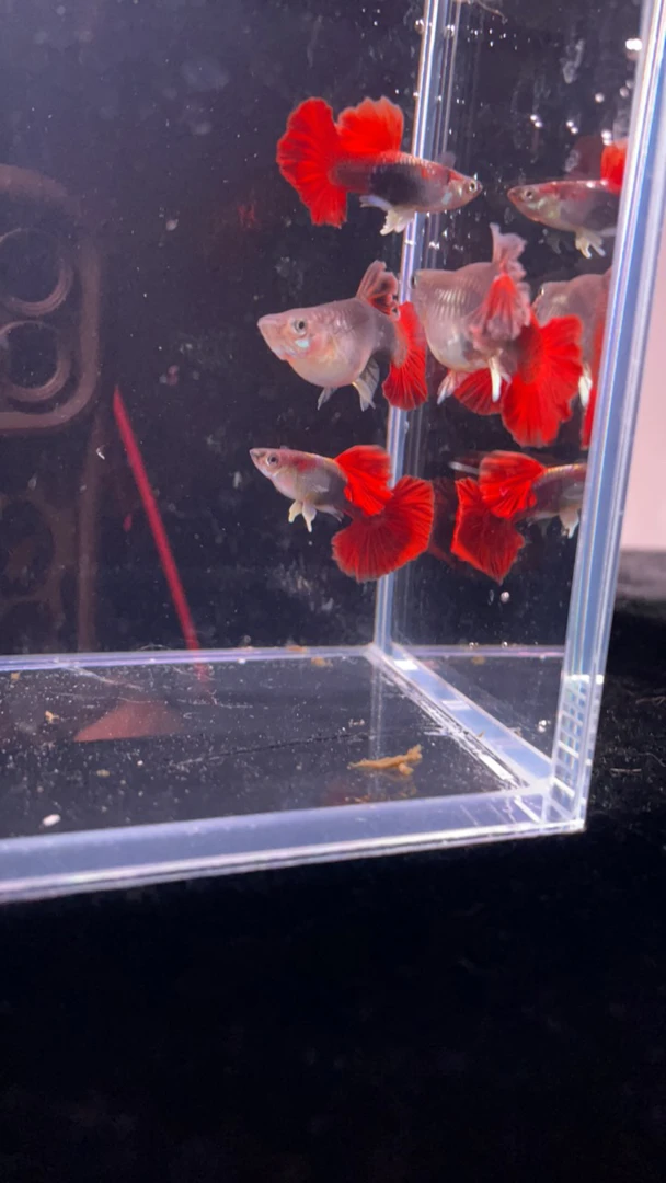 纯种巴西中折扇种鱼3对